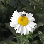 Yavuz Hotel 3*